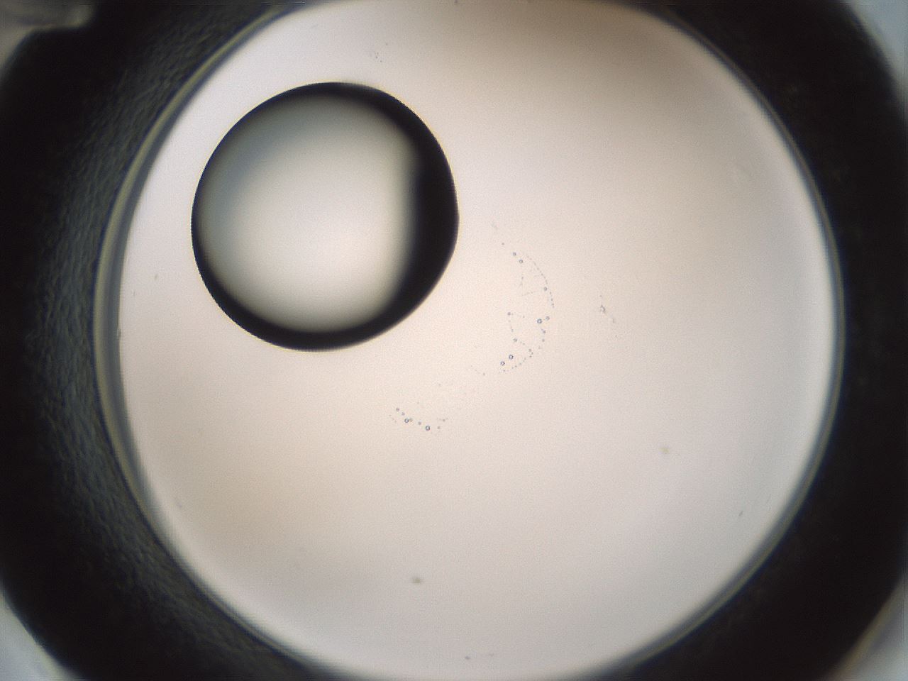 folderID429_plateID1429_batchID5435_wellNum60_profileID1_d2_r89232_ef.jpg