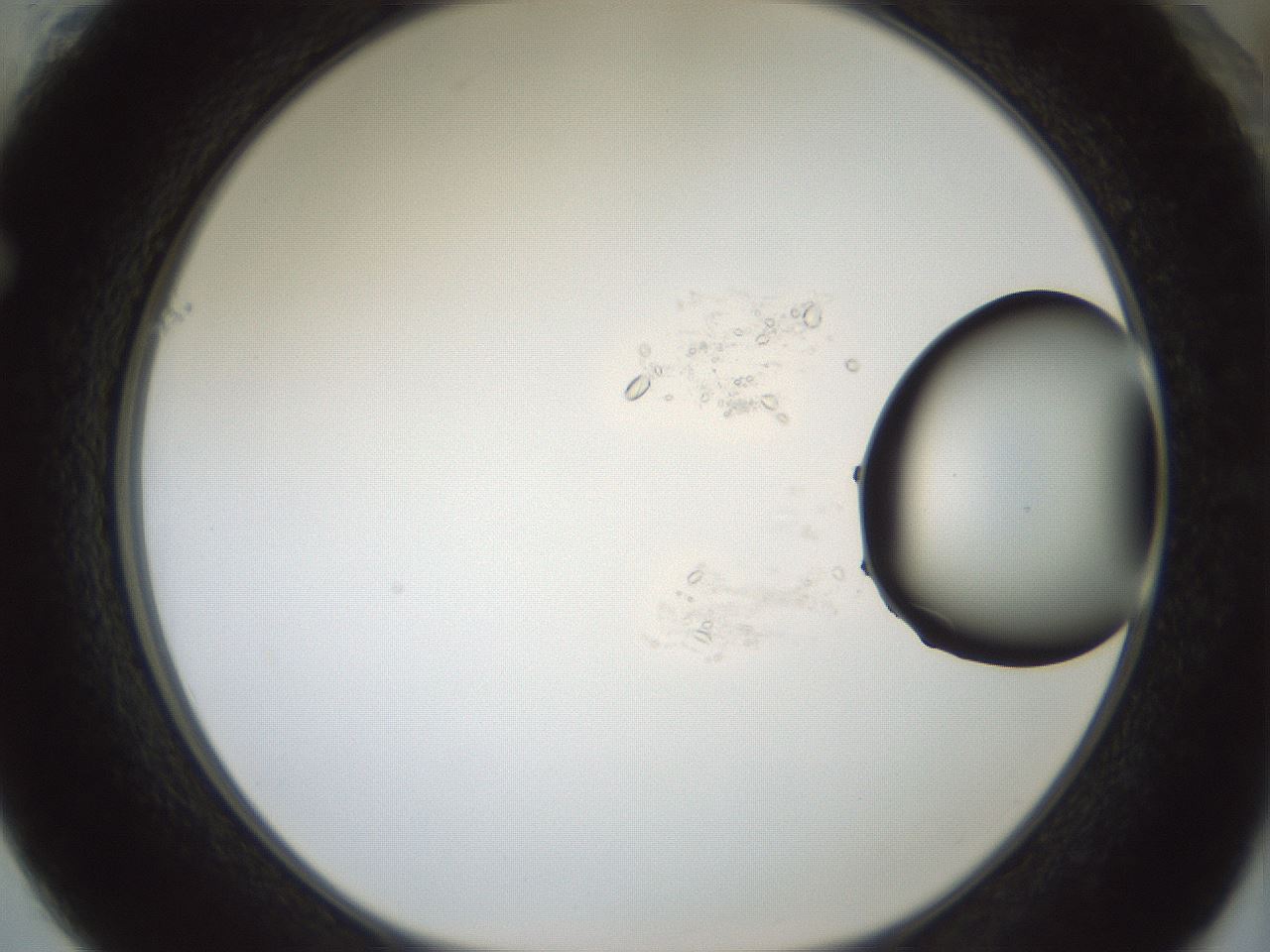 folderID429_plateID1429_batchID5435_wellNum61_profileID1_d1_r89233_ef.jpg