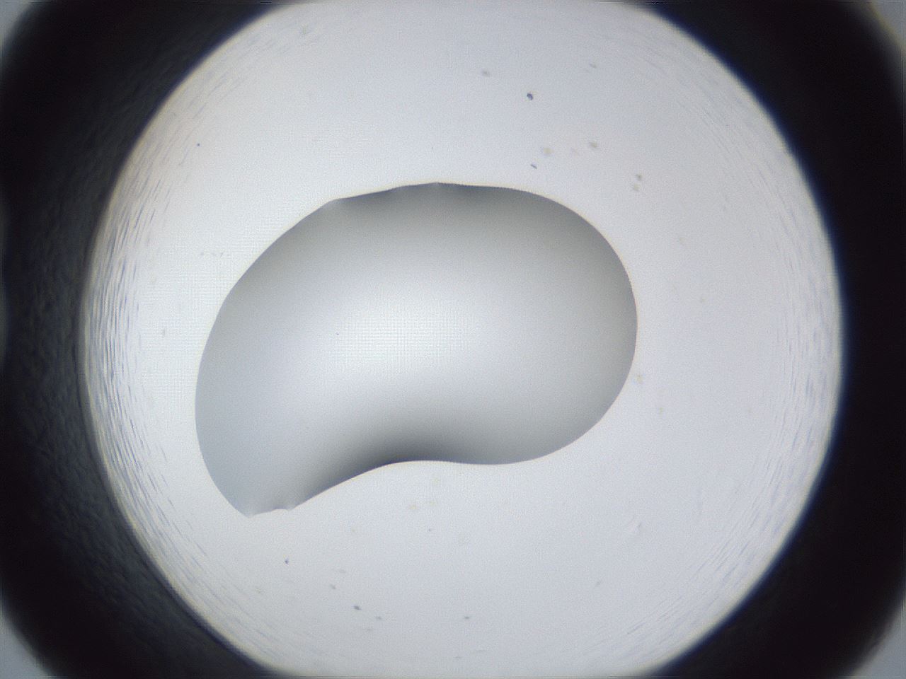 folderID44_plateID1044_batchID2102_wellNum20_profileID1_d1_r46574_ef.jpg