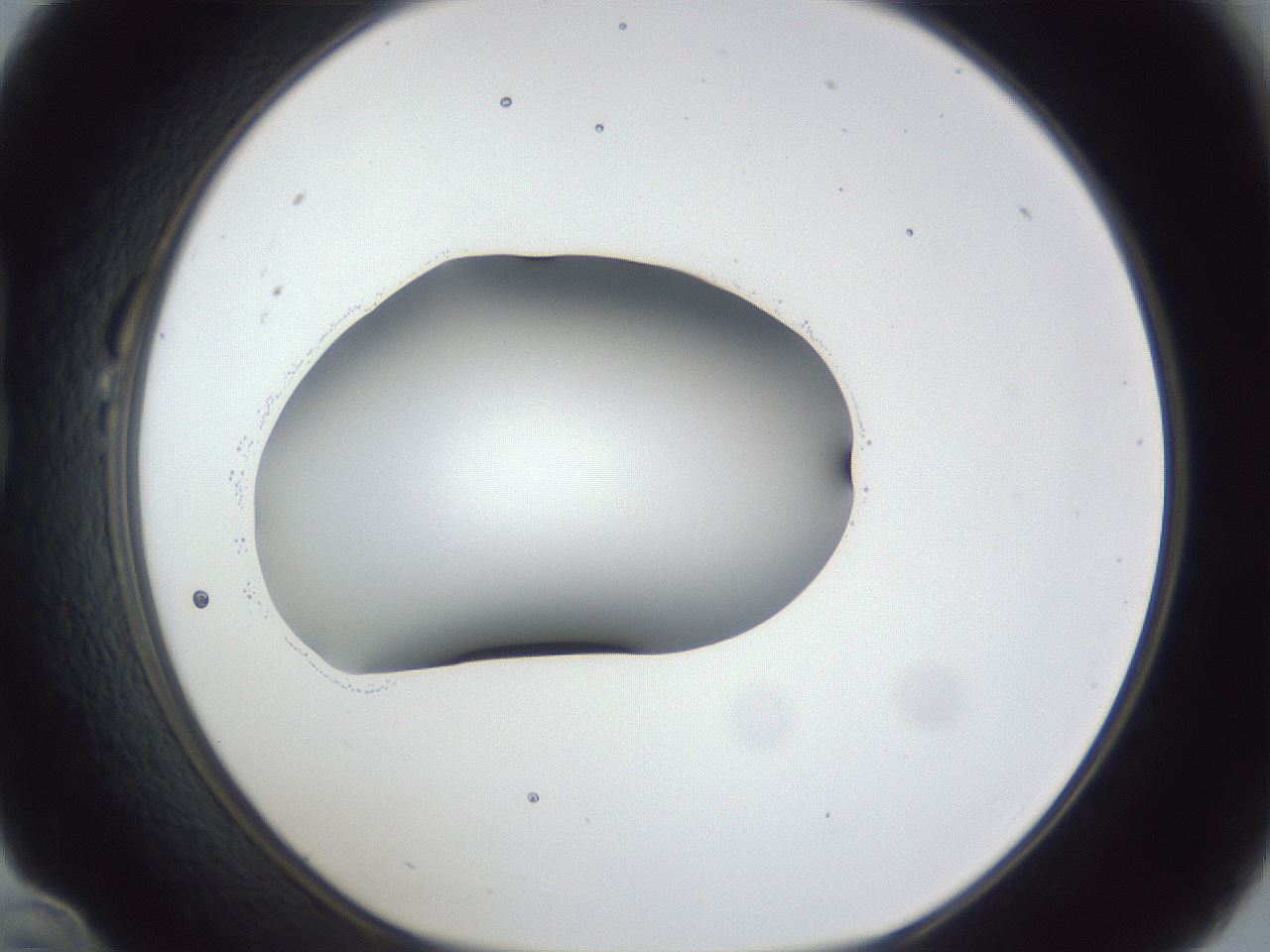 folderID44_plateID1044_batchID2102_wellNum22_profileID1_d1_r46578_ef.jpg