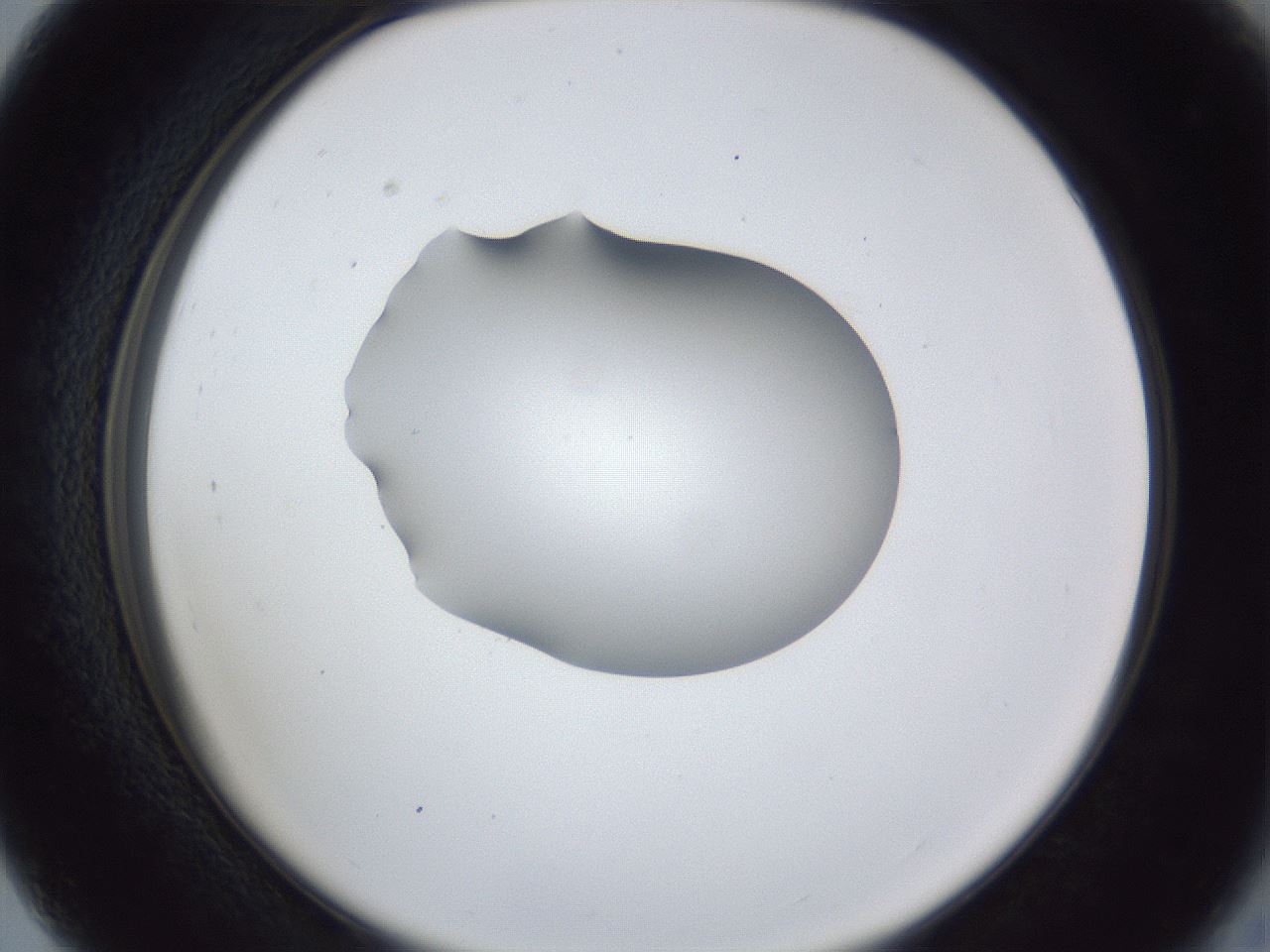 folderID44_plateID1044_batchID2102_wellNum27_profileID1_d2_r46589_ef.jpg