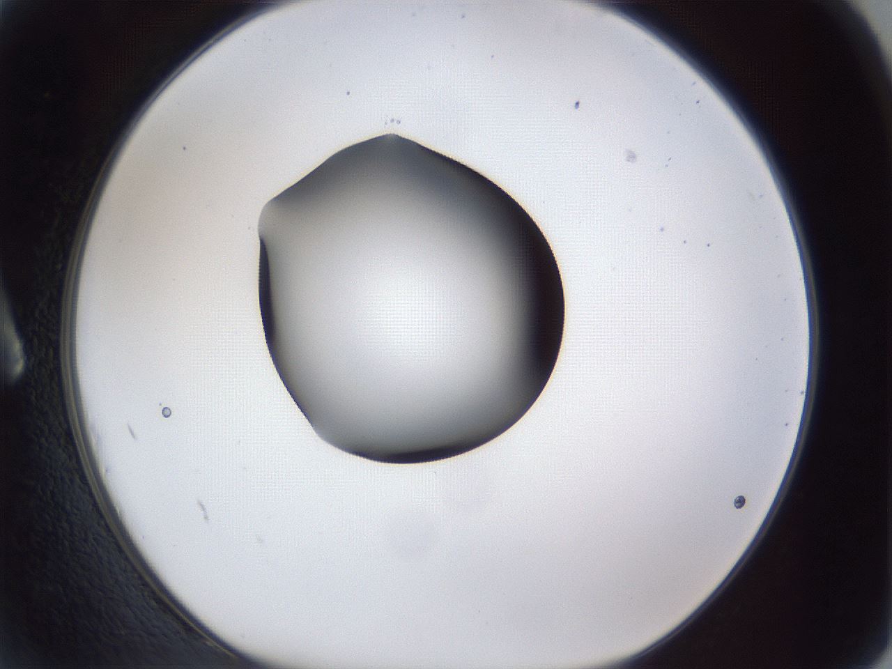 folderID44_plateID1044_batchID2102_wellNum2_profileID1_d1_r46538_ef.jpg