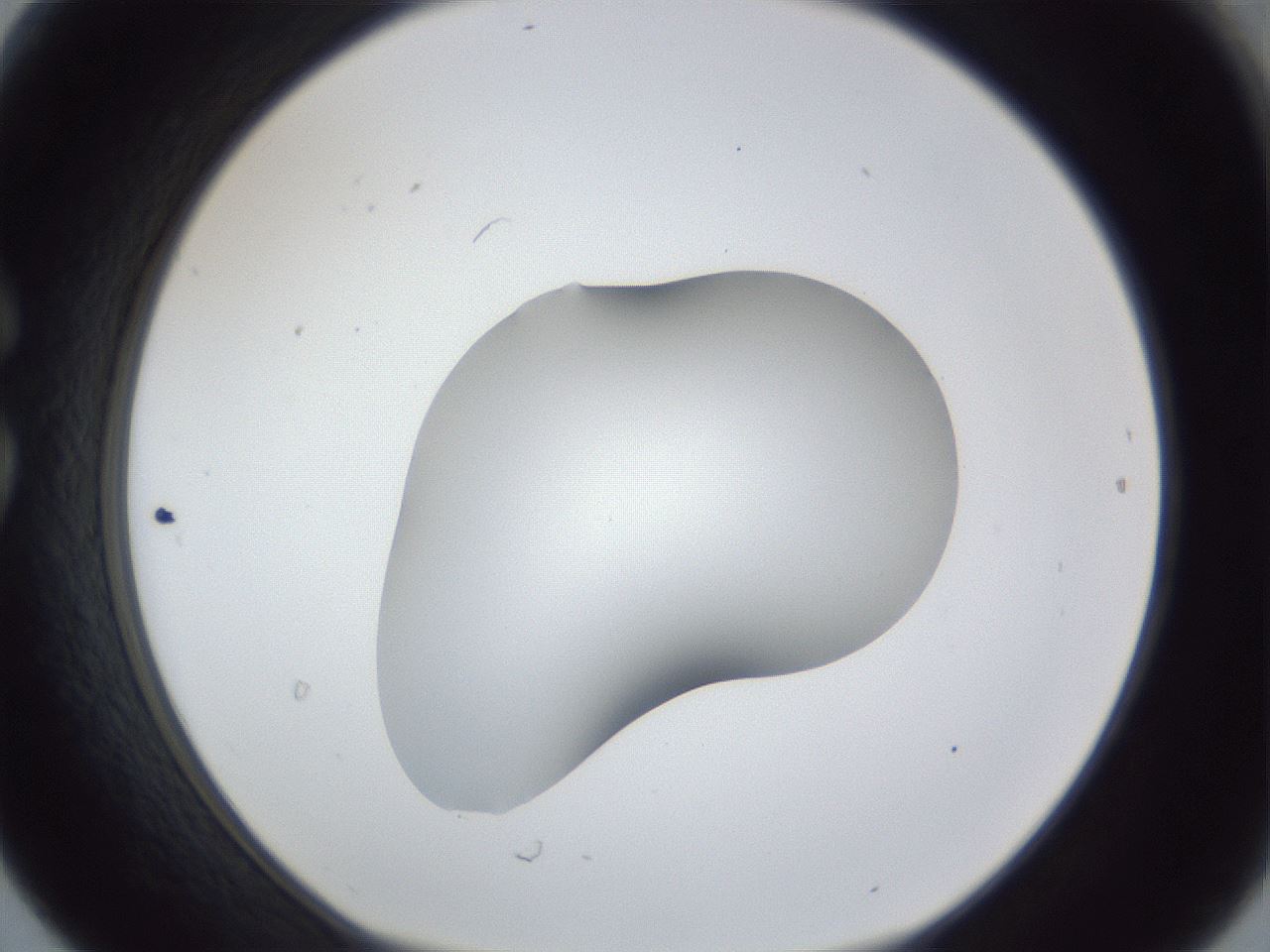 folderID44_plateID1044_batchID2102_wellNum30_profileID1_d1_r46594_ef.jpg