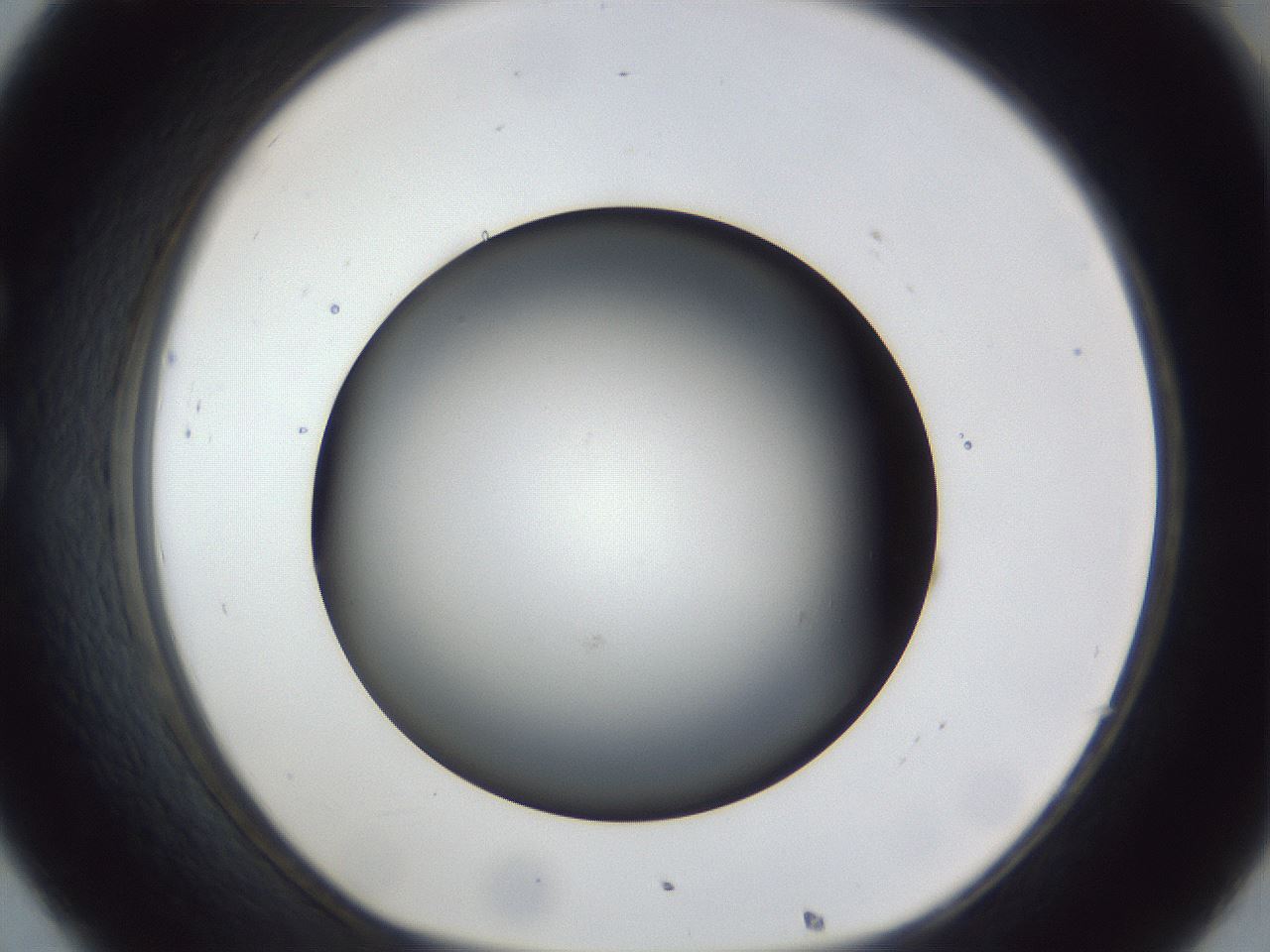 folderID44_plateID1044_batchID2102_wellNum32_profileID1_d1_r46598_ef.jpg