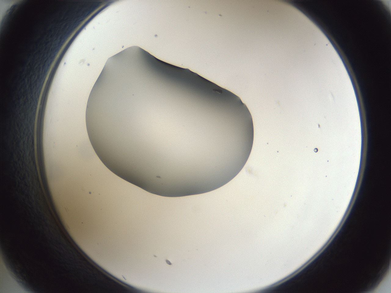 folderID44_plateID1044_batchID2102_wellNum35_profileID1_d2_r46605_ef.jpg
