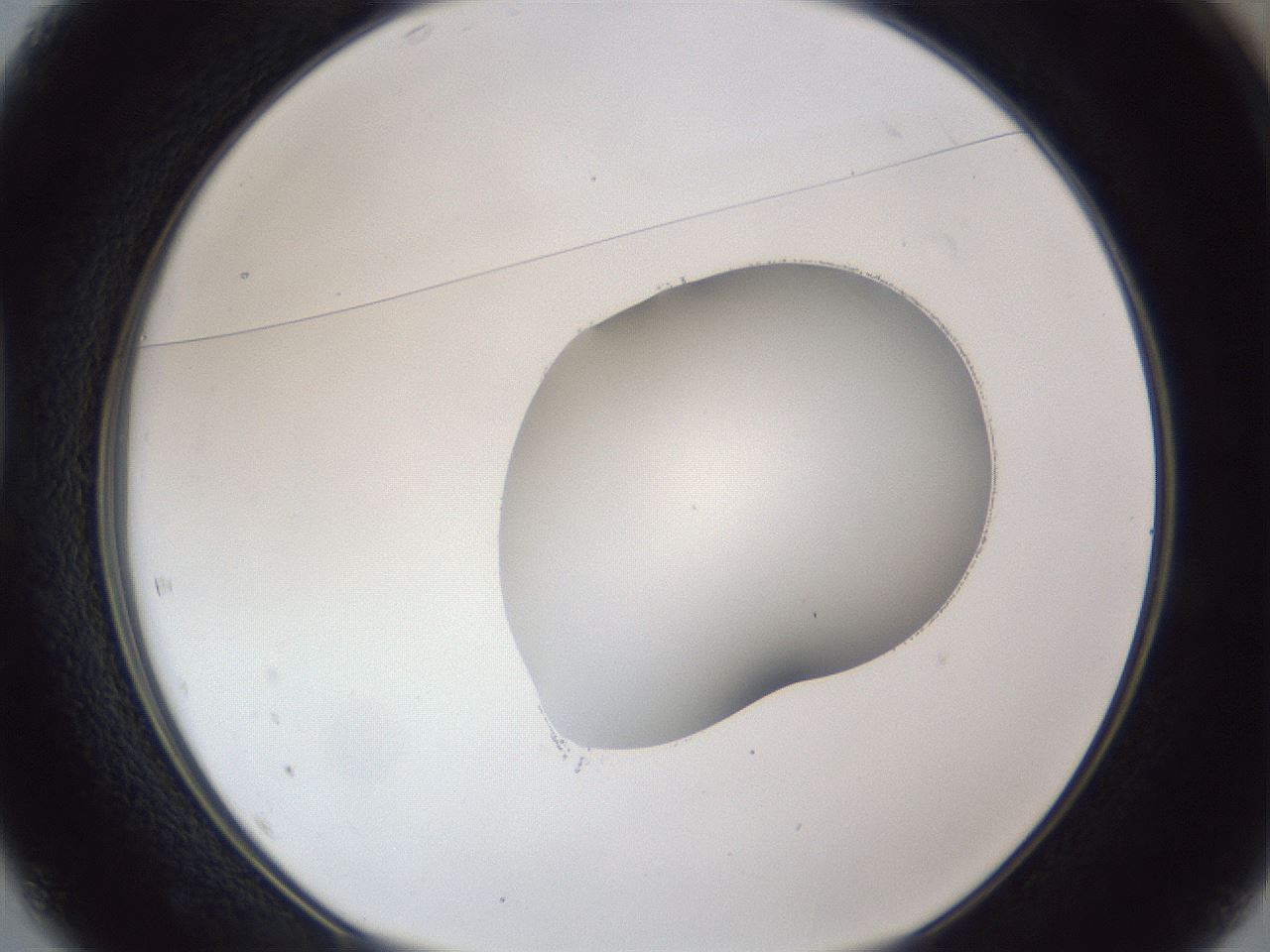 folderID44_plateID1044_batchID2102_wellNum37_profileID1_d1_r46608_ef.jpg