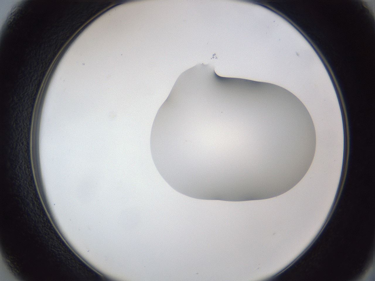 folderID44_plateID1044_batchID2102_wellNum37_profileID1_d2_r46609_ef.jpg