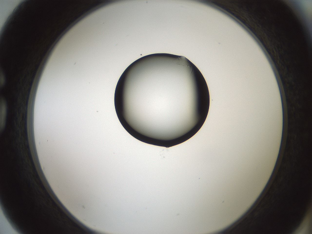 folderID429_plateID1429_batchID5435_wellNum75_profileID1_d1_r89261_ef.jpg