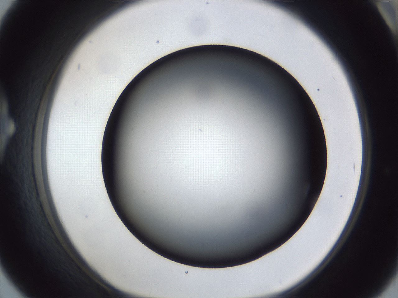 folderID44_plateID1044_batchID2102_wellNum42_profileID1_d1_r46618_ef.jpg