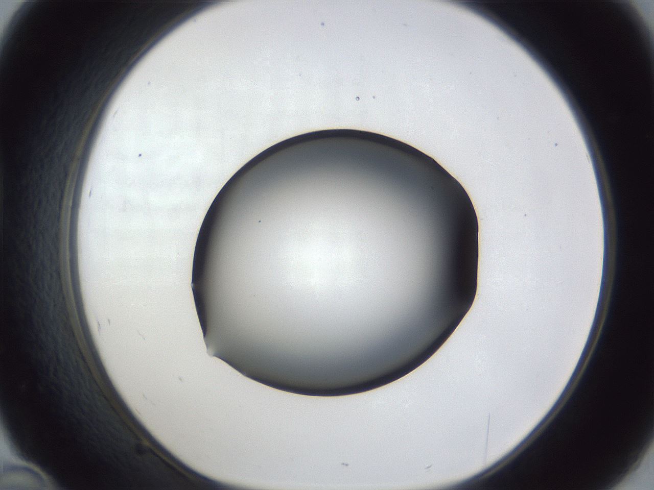 folderID44_plateID1044_batchID2102_wellNum46_profileID1_d1_r46626_ef.jpg