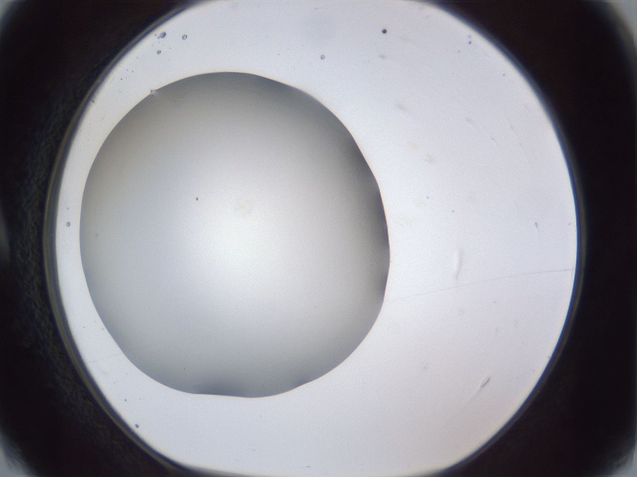 folderID44_plateID1044_batchID2102_wellNum4_profileID1_d1_r46542_ef.jpg