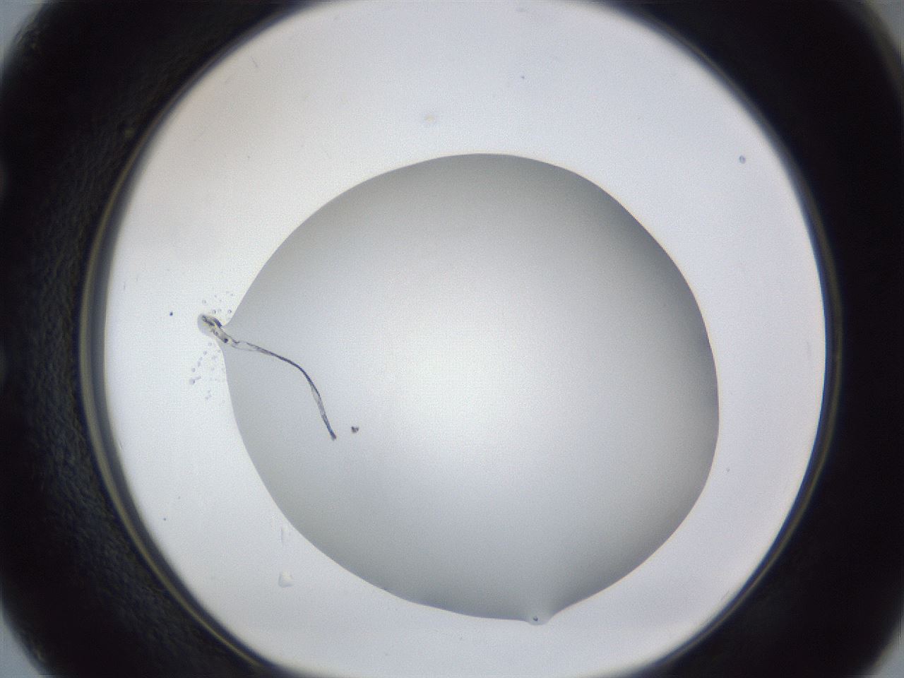 folderID44_plateID1044_batchID2102_wellNum50_profileID1_d1_r46634_ef.jpg