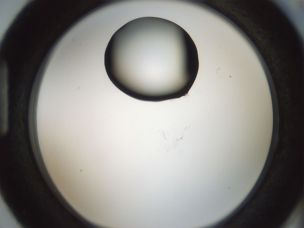 folderID429_plateID1429_batchID5435_wellNum87_profileID1_d1_r89285_ef.jpg