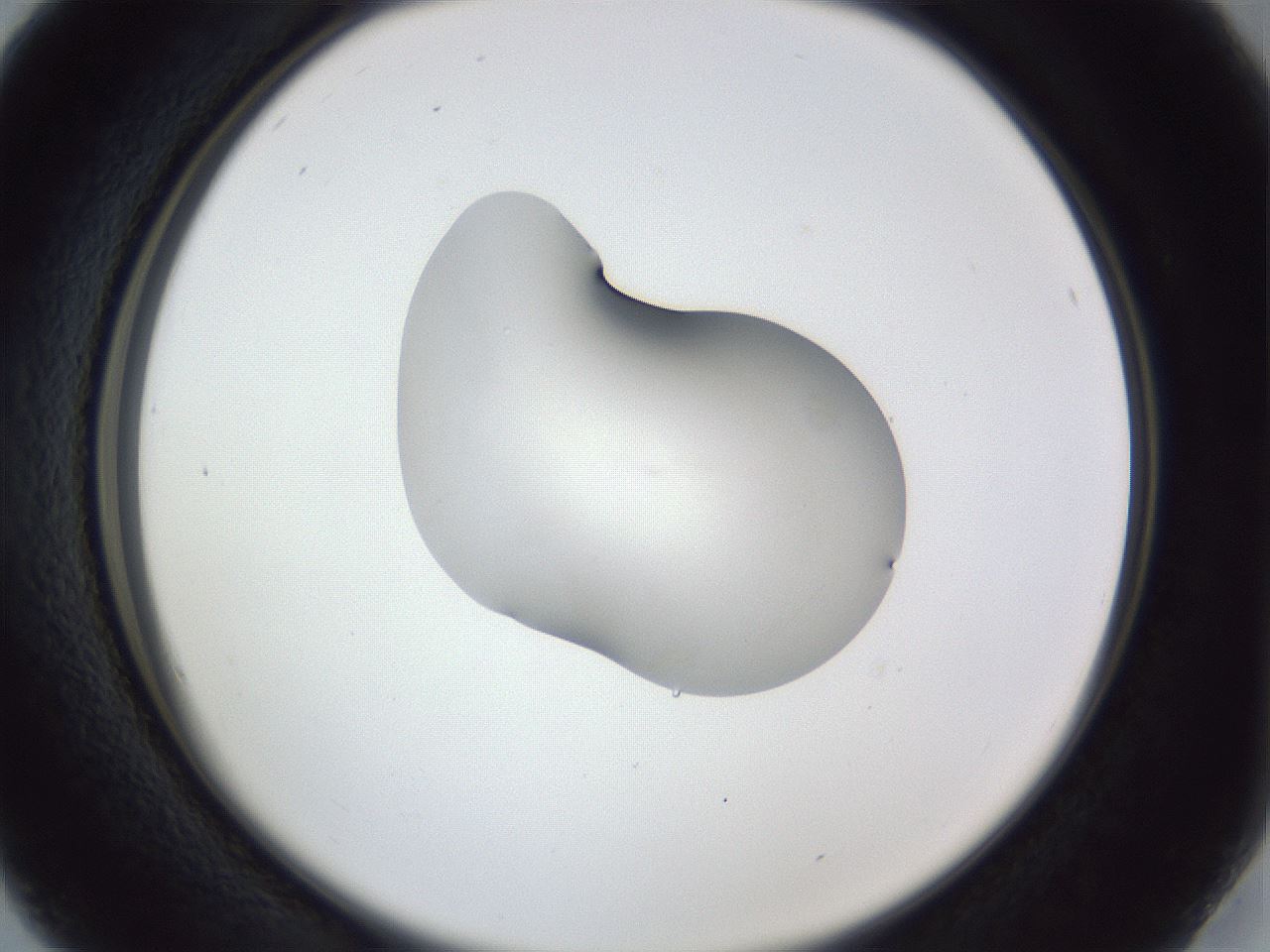 folderID42_plateID1042_batchID2099_wellNum16_profileID1_d2_r45799_ef.jpg