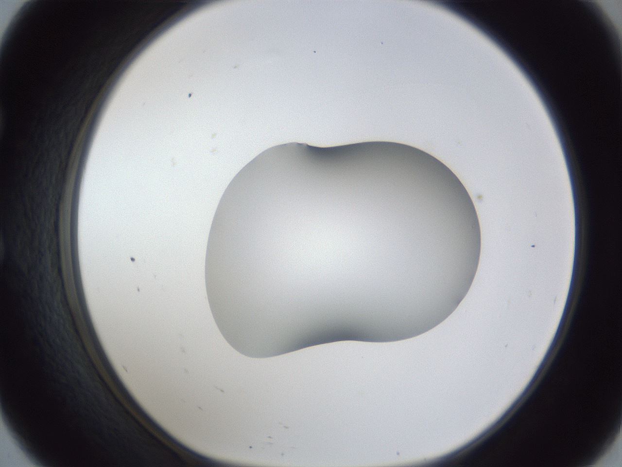 folderID44_plateID1044_batchID2102_wellNum57_profileID1_d1_r46648_ef.jpg