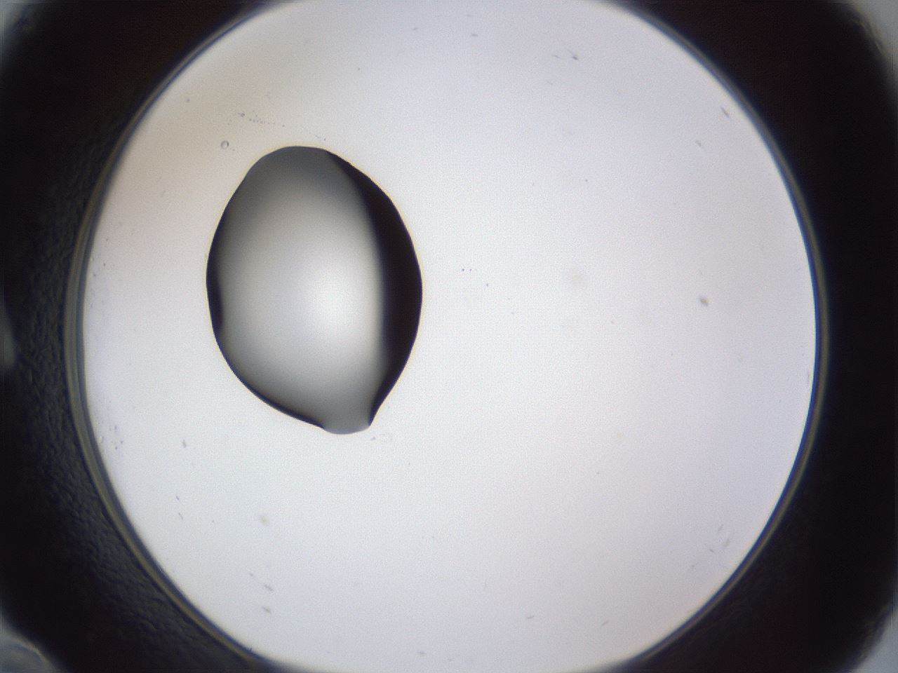 folderID42_plateID1042_batchID2099_wellNum10_profileID1_d1_r45786_ef.jpg