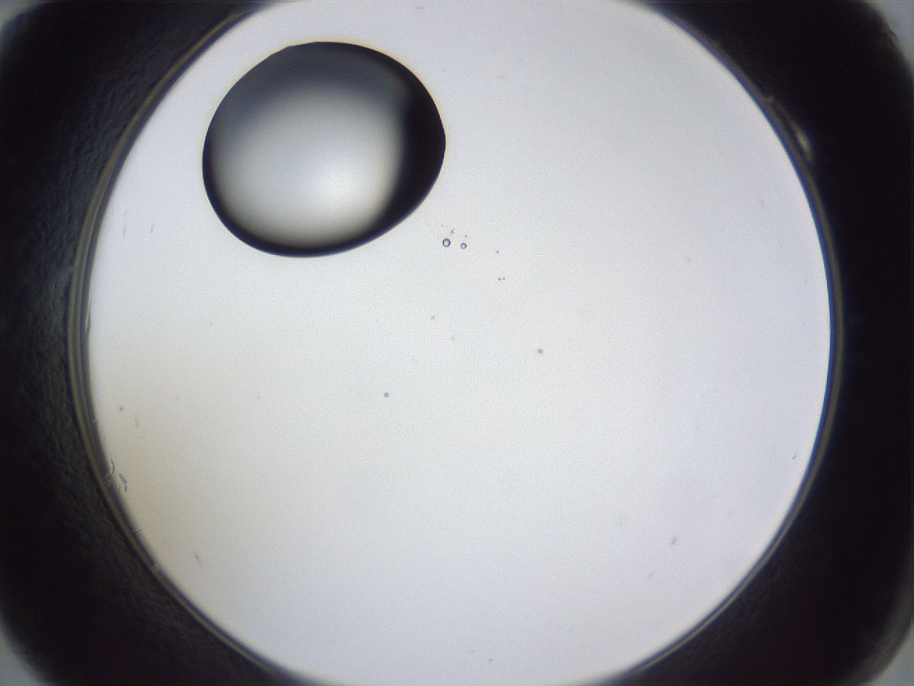 folderID42_plateID1042_batchID2099_wellNum10_profileID1_d2_r45787_ef.jpg
