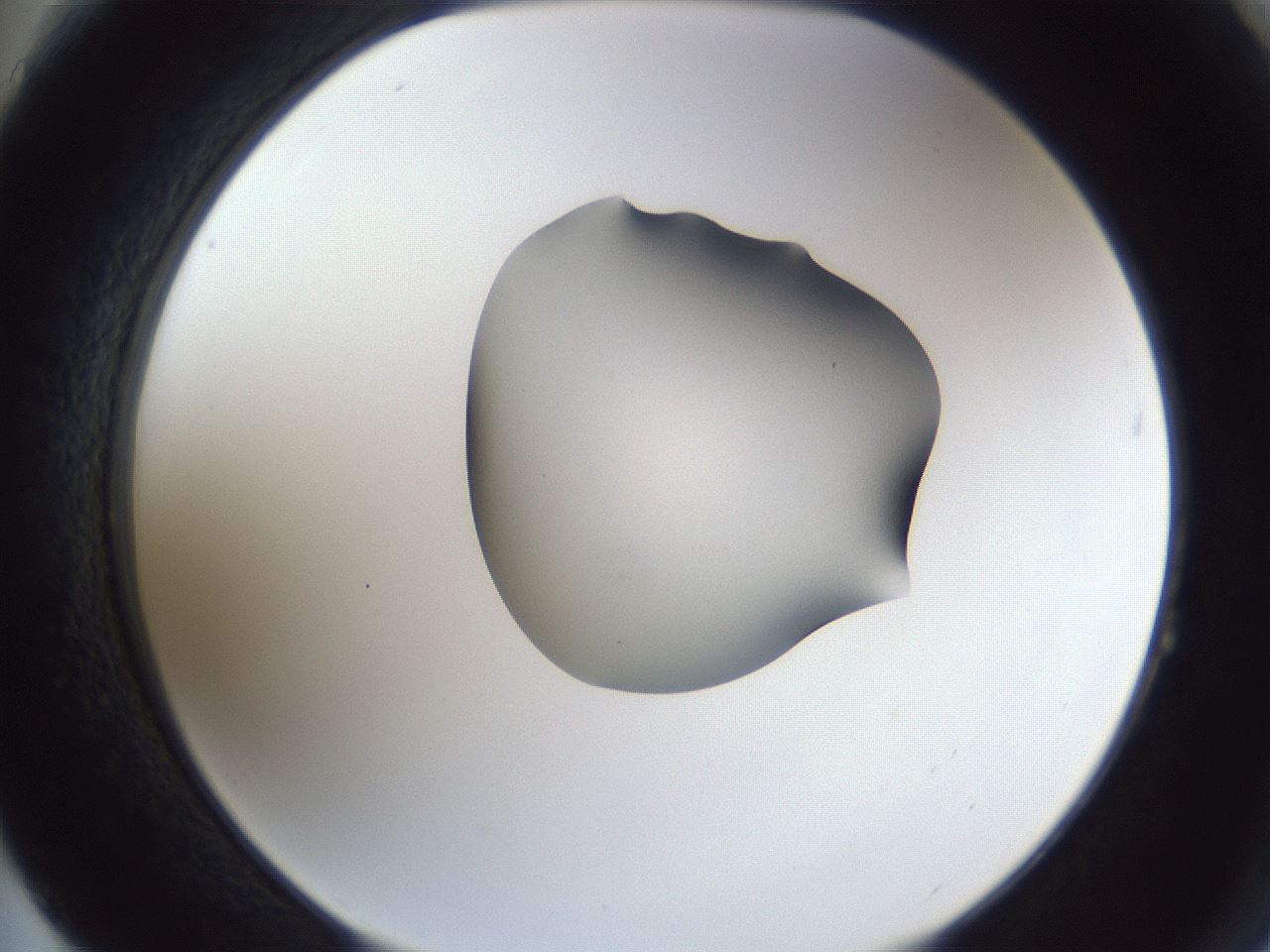 folderID44_plateID1044_batchID2102_wellNum64_profileID1_d2_r46663_ef.jpg