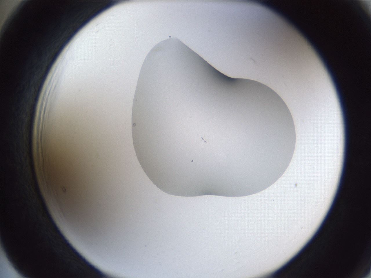 folderID44_plateID1044_batchID2102_wellNum65_profileID1_d2_r46665_ef.jpg