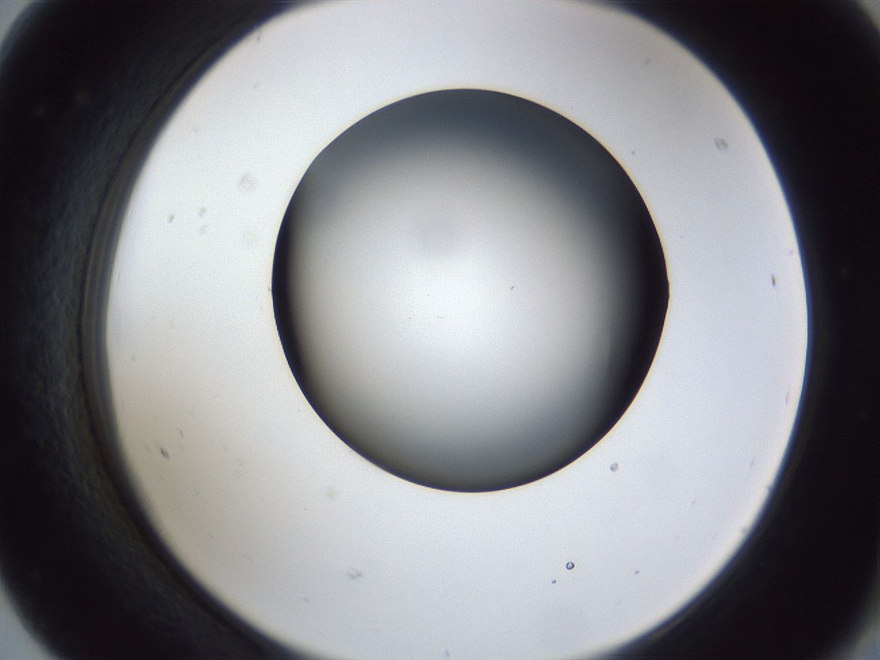 folderID44_plateID1044_batchID2102_wellNum68_profileID1_d2_r46671_ef.jpg