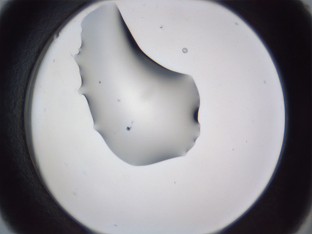 folderID44_plateID1044_batchID2102_wellNum5_profileID1_d2_r46545_ef.jpg