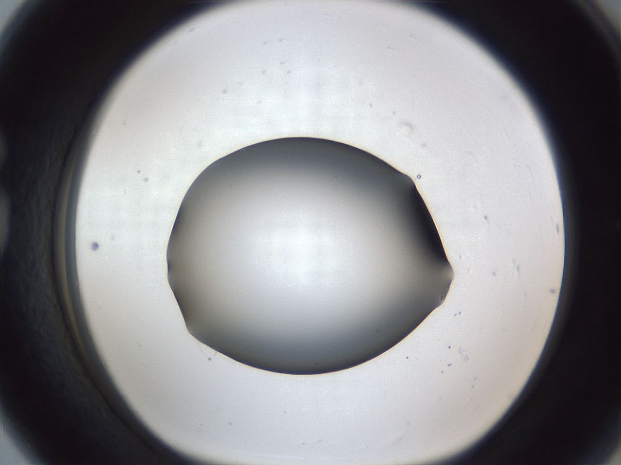 folderID44_plateID1044_batchID2102_wellNum80_profileID1_d1_r46694_ef.jpg