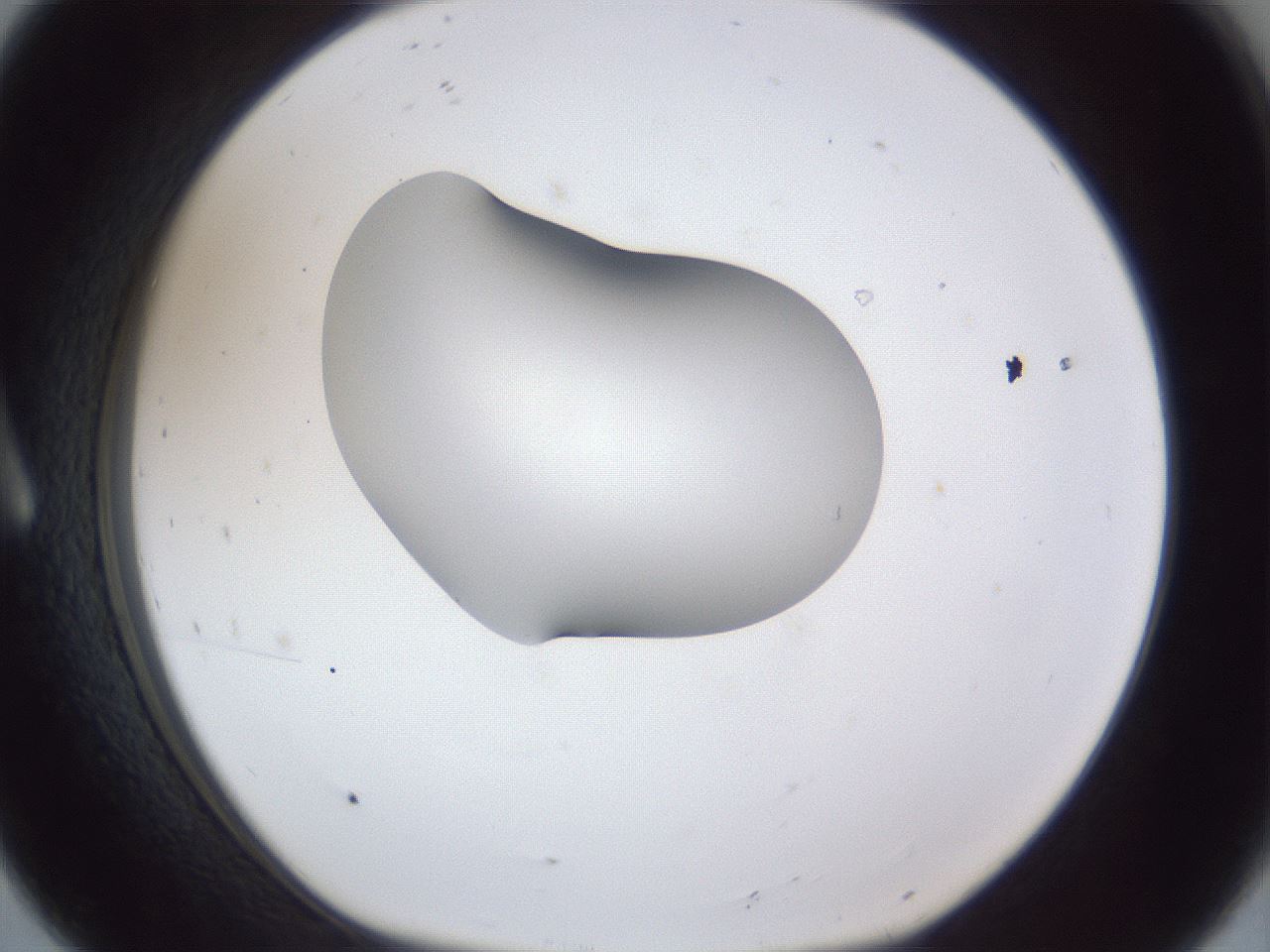 folderID44_plateID1044_batchID2102_wellNum8_profileID1_d1_r46550_ef.jpg