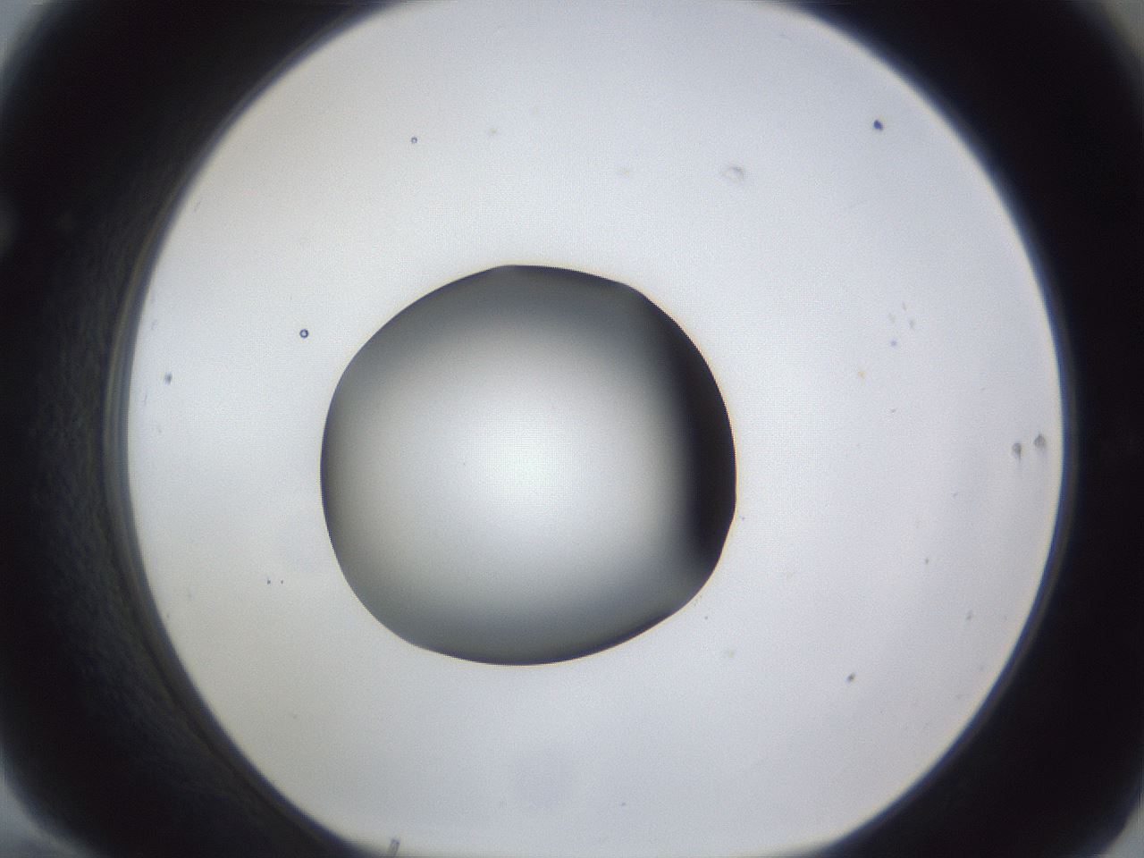 folderID44_plateID1044_batchID2102_wellNum70_profileID1_d1_r46674_ef.jpg