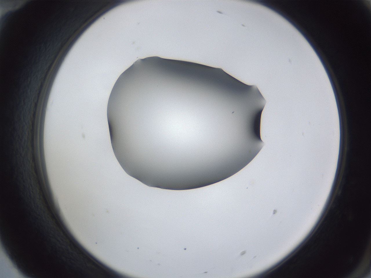folderID44_plateID1044_batchID2102_wellNum70_profileID1_d2_r46675_ef.jpg
