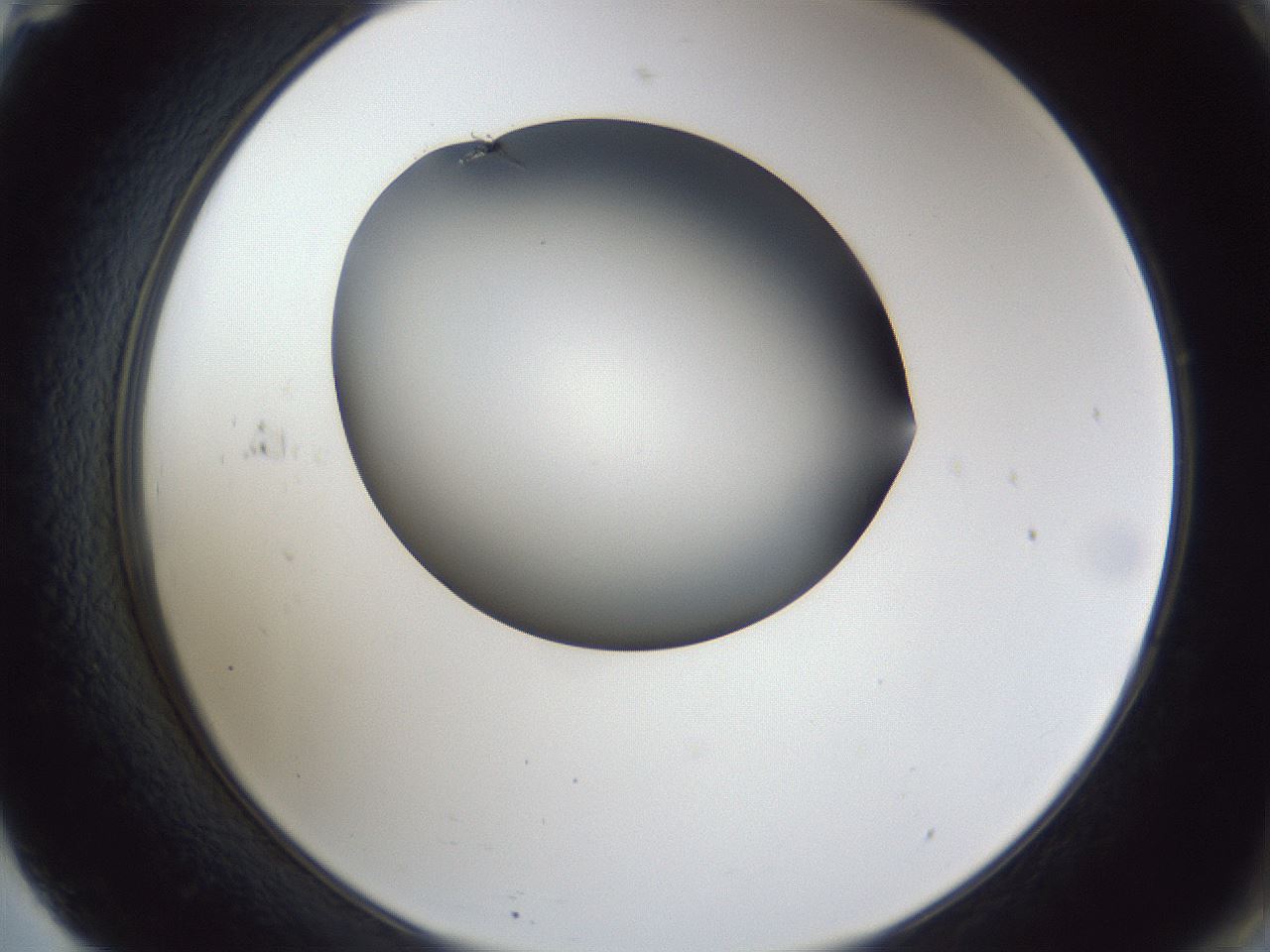 folderID44_plateID1044_batchID2102_wellNum71_profileID1_d2_r46677_ef.jpg