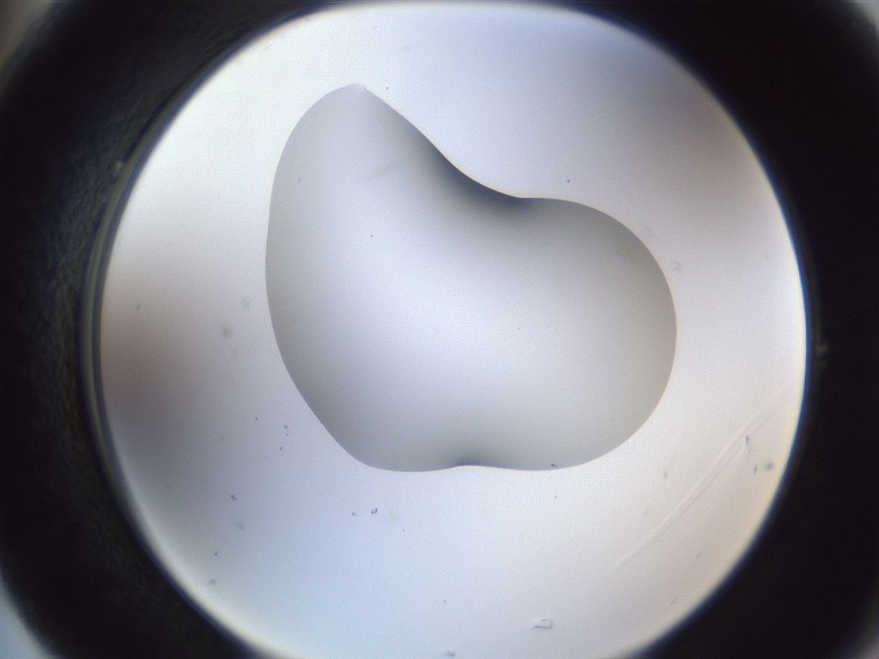 folderID44_plateID1044_batchID2102_wellNum77_profileID1_d2_r46689_ef.jpg