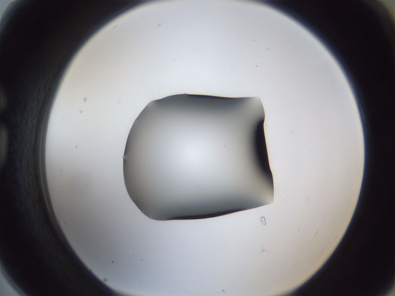 folderID44_plateID1044_batchID2102_wellNum78_profileID1_d1_r46690_ef.jpg