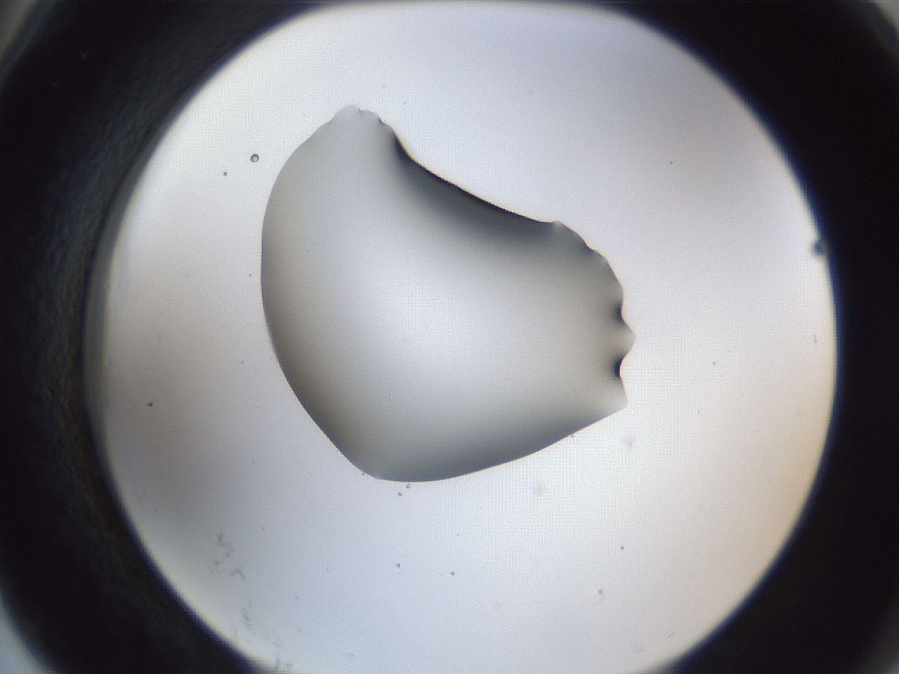 folderID44_plateID1044_batchID2102_wellNum78_profileID1_d2_r46691_ef.jpg