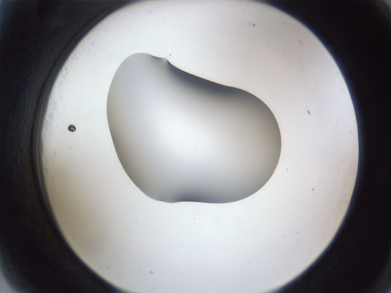 folderID44_plateID1044_batchID2102_wellNum81_profileID1_d2_r46697_ef.jpg