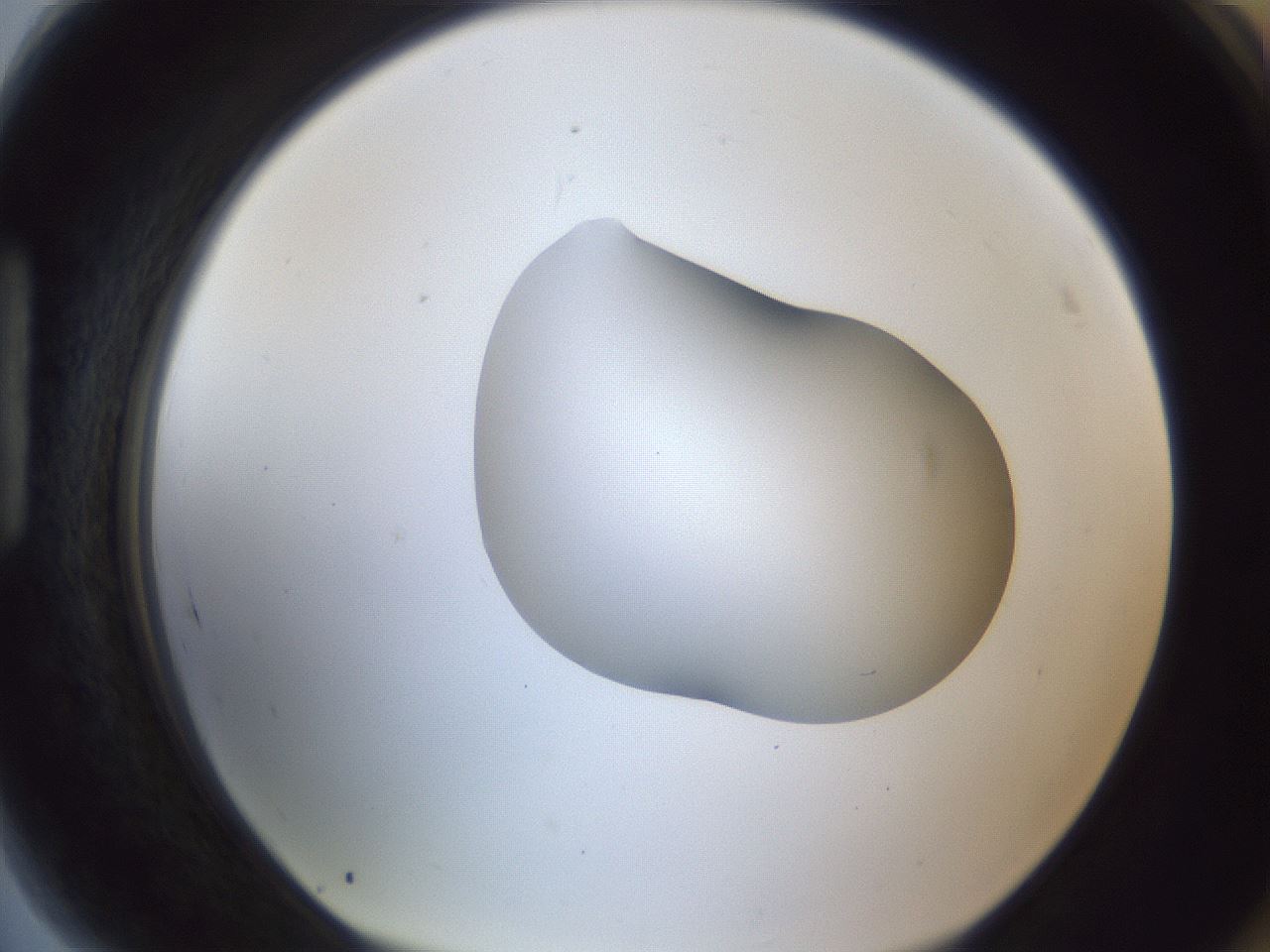 folderID44_plateID1044_batchID2102_wellNum89_profileID1_d1_r46712_ef.jpg