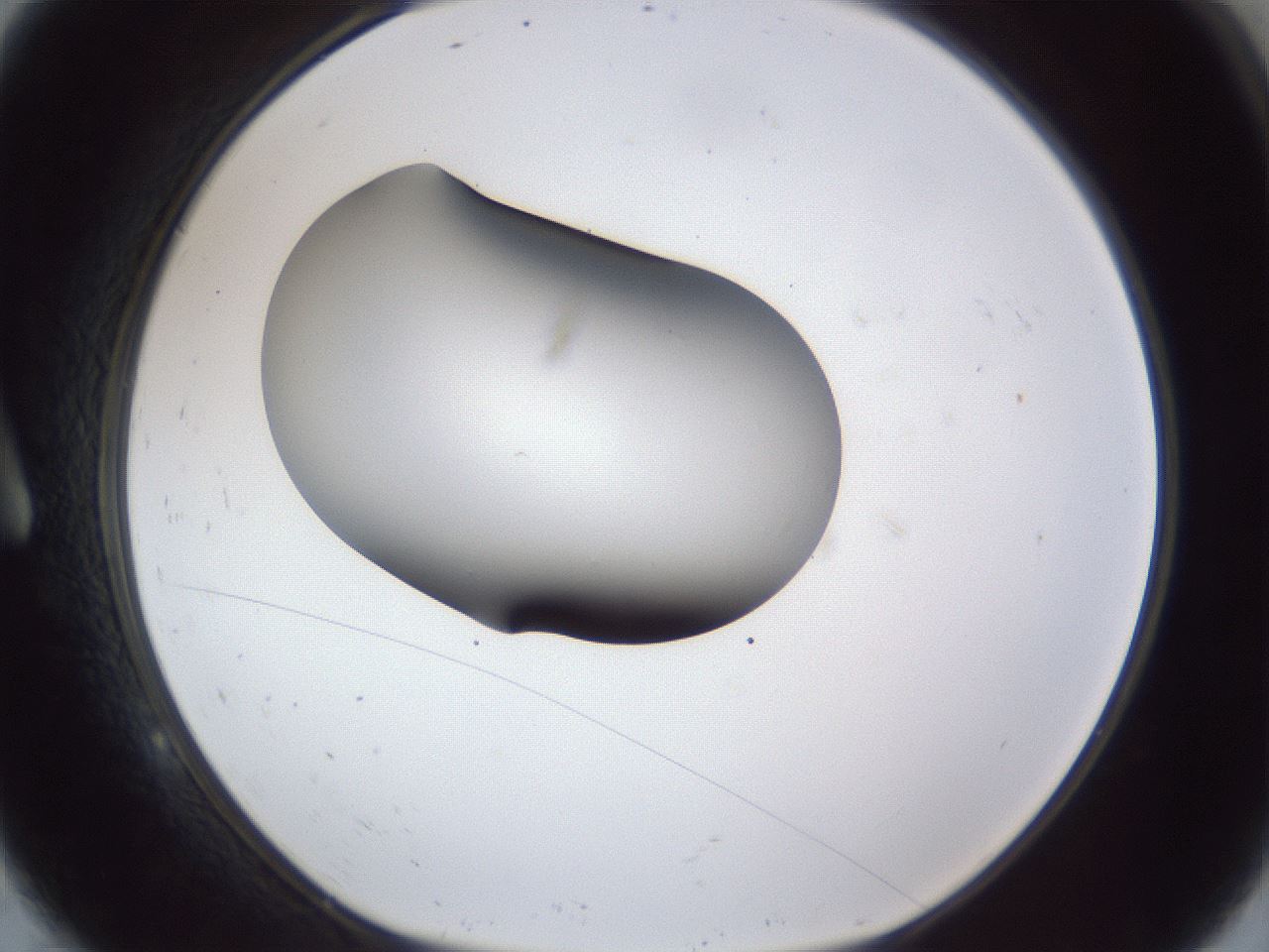 folderID44_plateID1044_batchID2102_wellNum9_profileID1_d1_r46552_ef.jpg