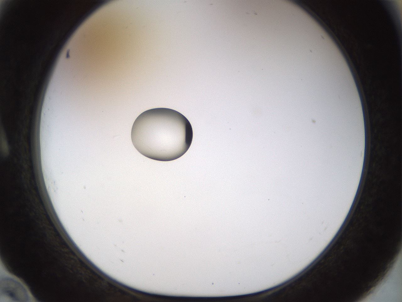 folderID450_plateID1450_batchID5527_wellNum10_profileID1_d1_r91909_ef.jpg