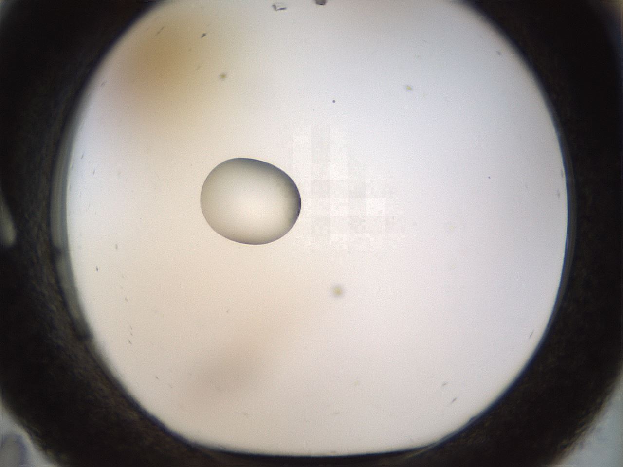 folderID450_plateID1450_batchID5527_wellNum11_profileID1_d1_r91910_ef.jpg