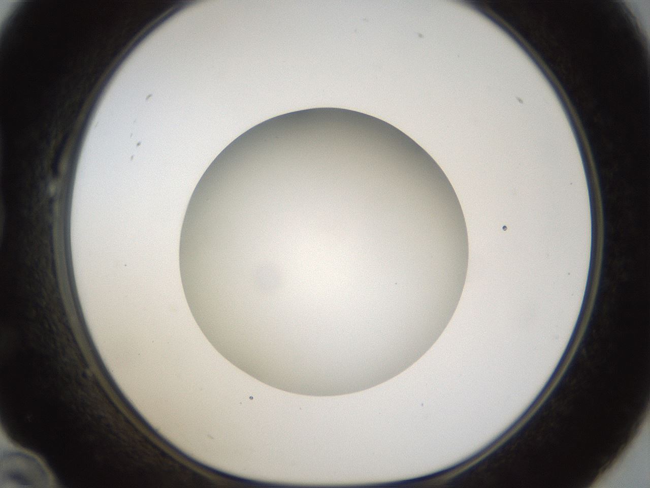 folderID45_plateID1045_batchID2122_wellNum22_profileID1_d1_r47037_ef.jpg