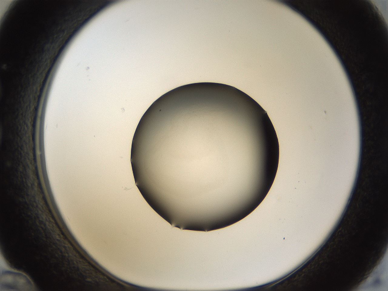 folderID45_plateID1045_batchID2122_wellNum36_profileID1_d1_r47051_ef.jpg