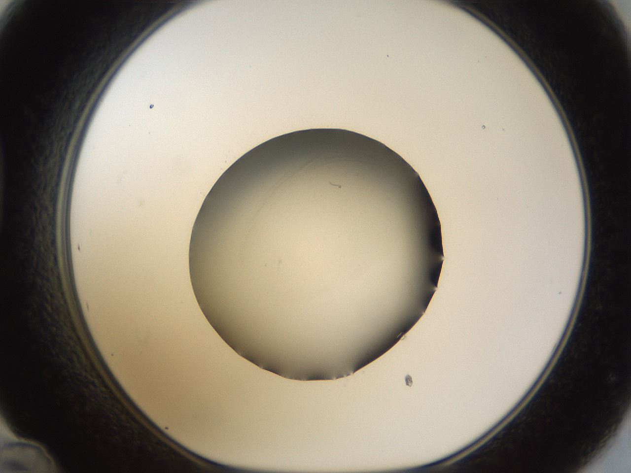 folderID45_plateID1045_batchID2122_wellNum48_profileID1_d1_r47063_ef.jpg