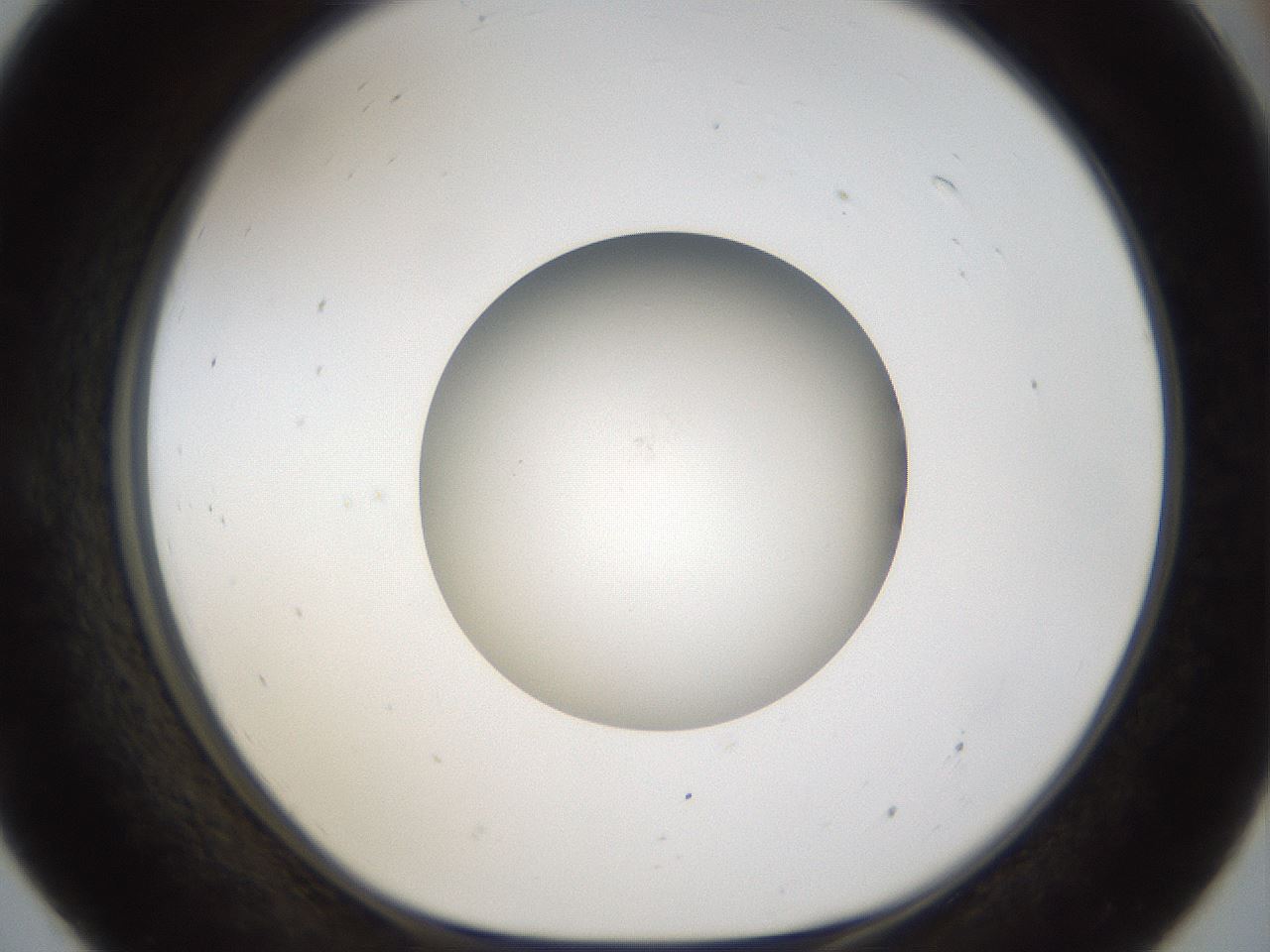 folderID45_plateID1045_batchID2122_wellNum55_profileID1_d1_r47070_ef.jpg
