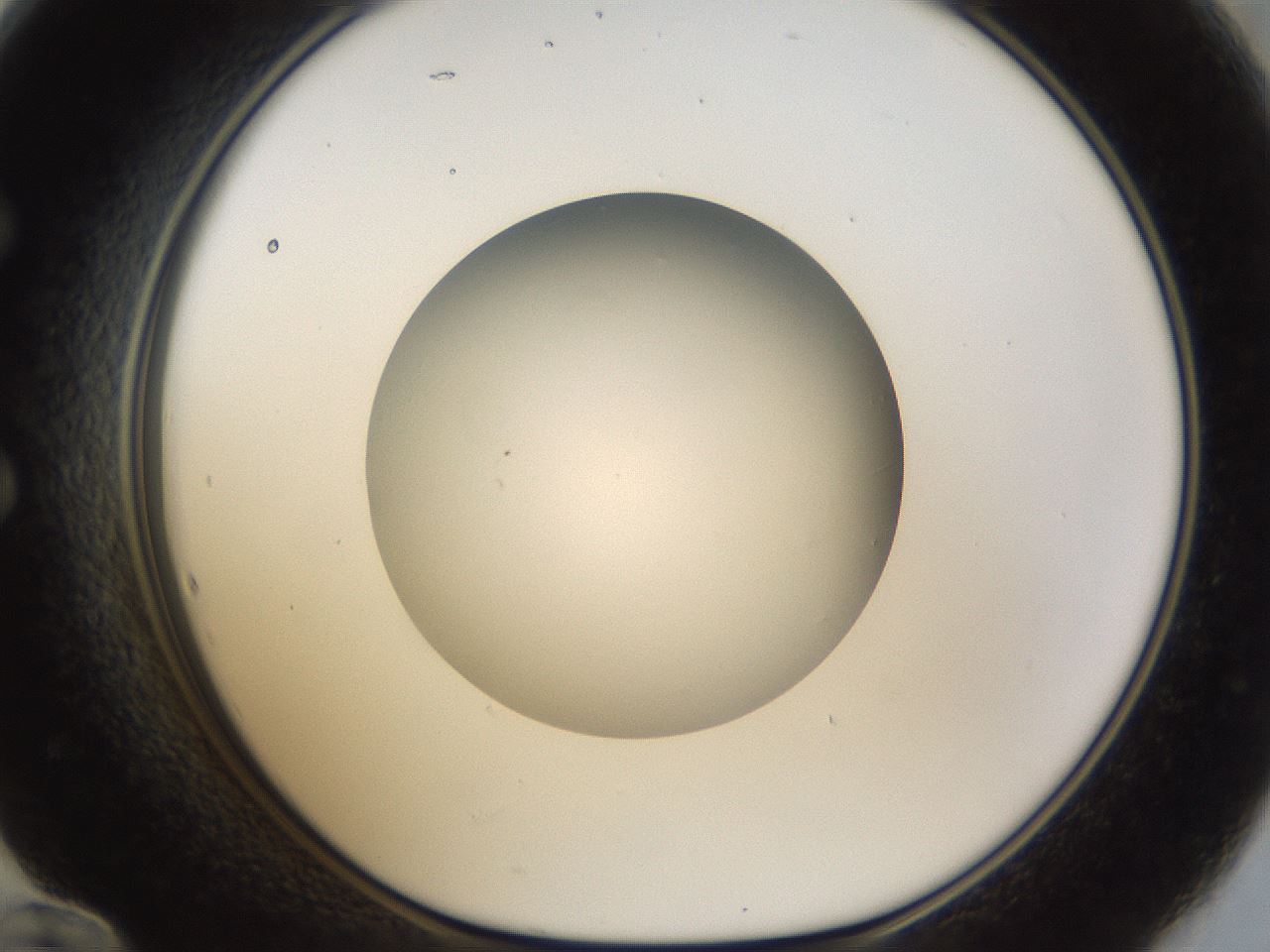 folderID45_plateID1045_batchID2122_wellNum60_profileID1_d1_r47075_ef.jpg