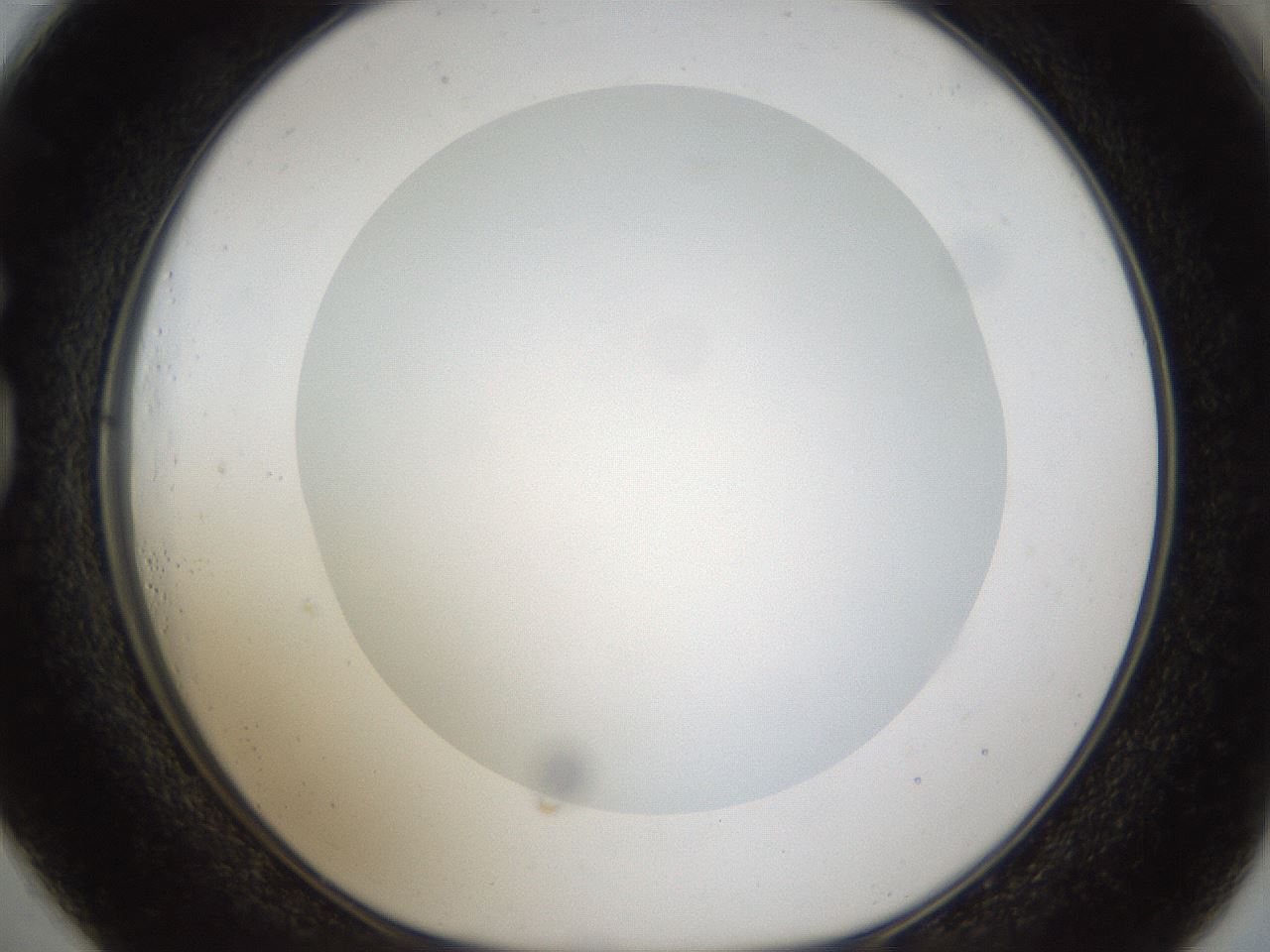 folderID45_plateID1045_batchID2122_wellNum73_profileID1_d1_r47088_ef.jpg