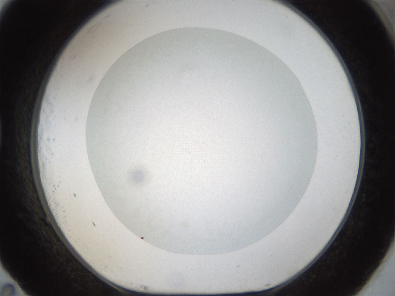 folderID45_plateID1045_batchID2122_wellNum83_profileID1_d1_r47098_ef.jpg