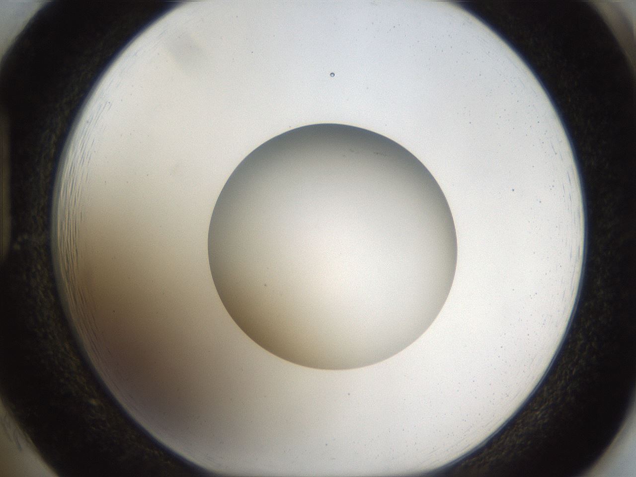 folderID45_plateID1045_batchID2122_wellNum85_profileID1_d1_r47100_ef.jpg