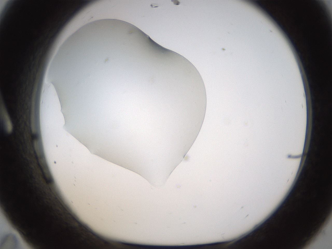 folderID461_plateID1461_batchID5591_wellNum11_profileID1_d1_r92551_ef.jpg