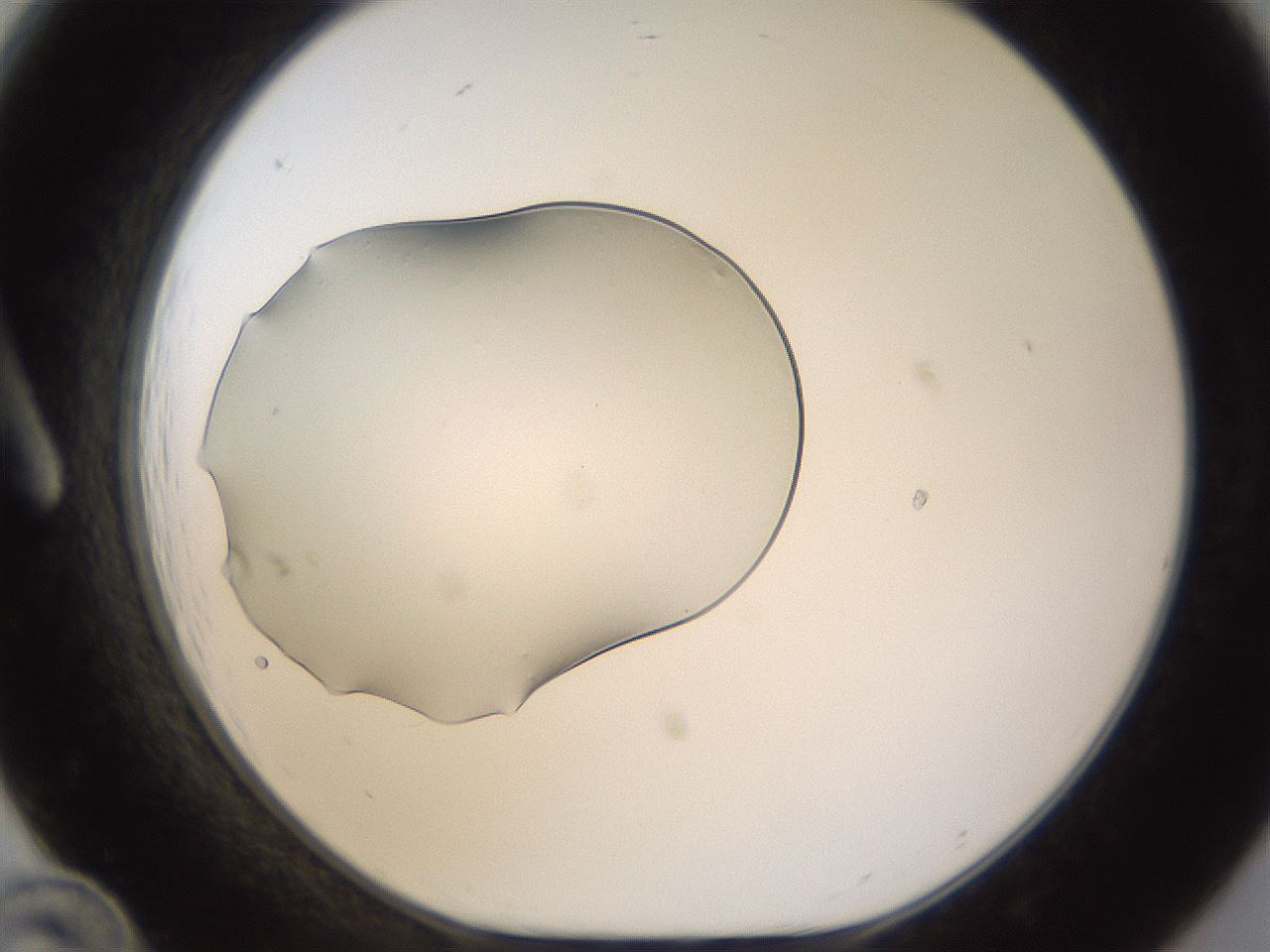 folderID461_plateID1461_batchID5591_wellNum12_profileID1_d1_r92552_ef.jpg
