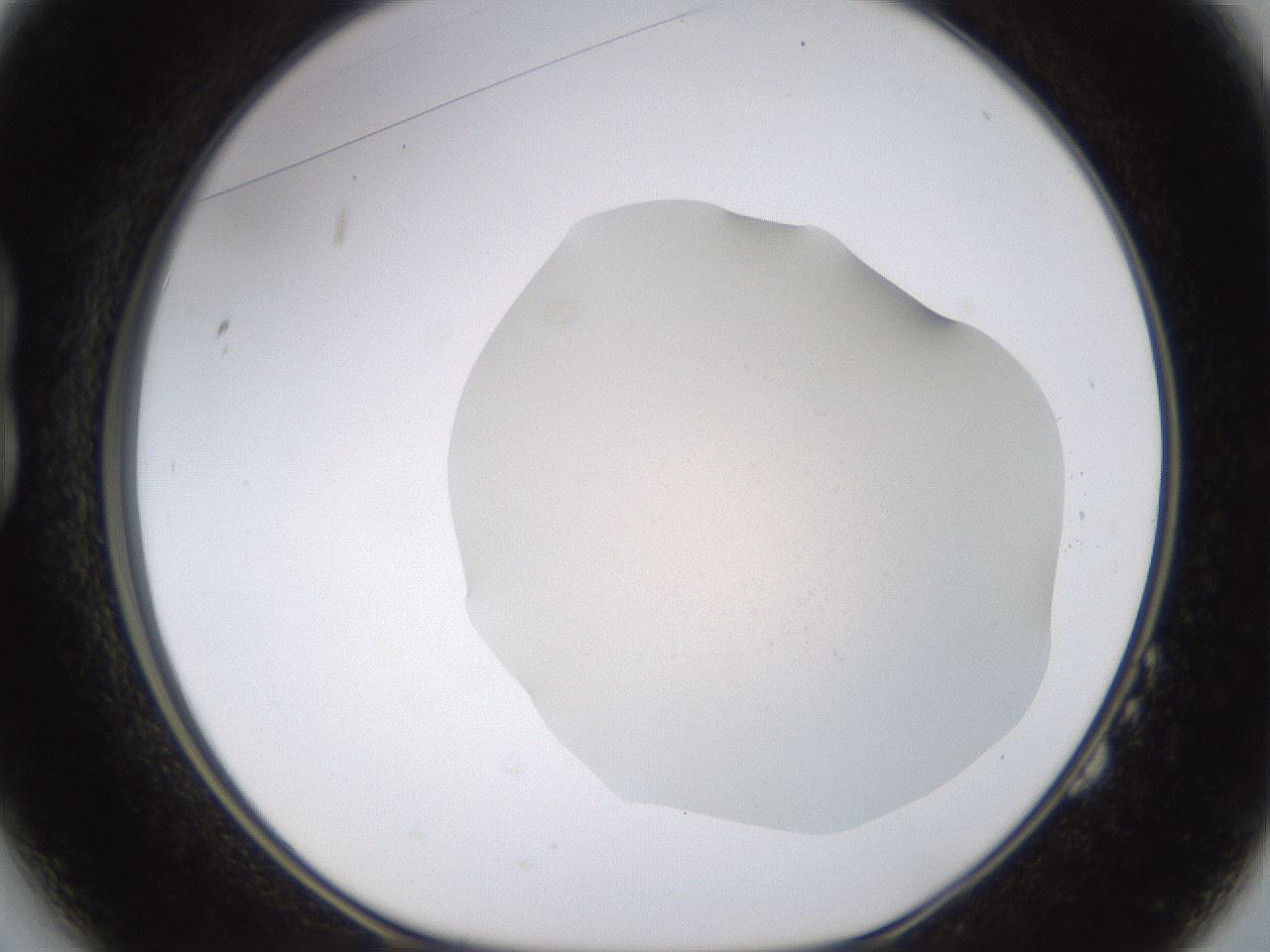 folderID461_plateID1461_batchID5591_wellNum14_profileID1_d1_r92554_ef.jpg