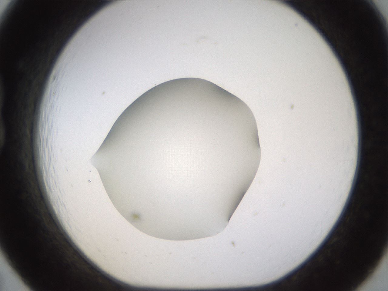folderID461_plateID1461_batchID5591_wellNum19_profileID1_d1_r92559_ef.jpg